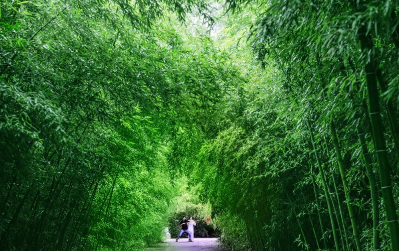 博爱竹林